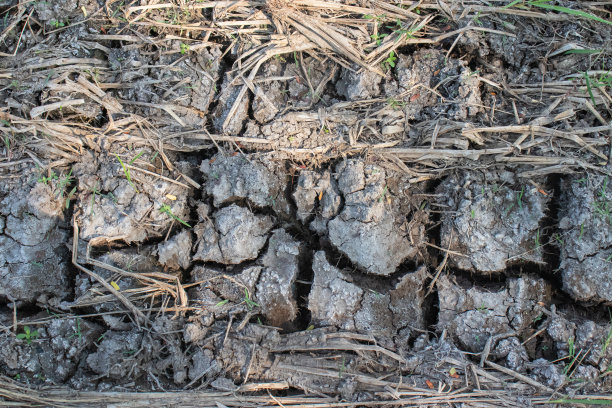 因干燥而龟裂的稻田土壤图片下载