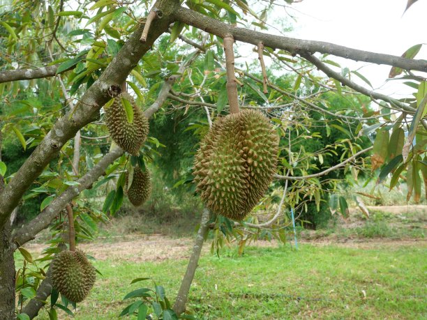 热带农业区树上的榴莲果实图片下载