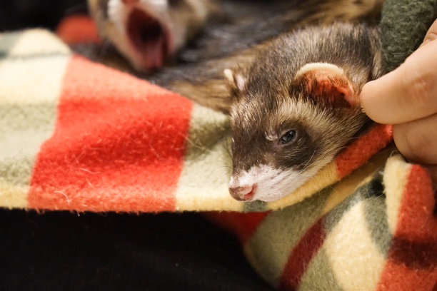一张雪貂裹在动物毯子里的照片图片下载