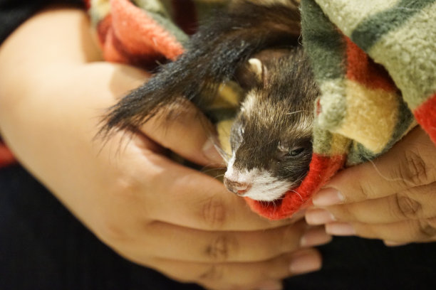 一张雪貂裹在动物毯子里的照片图片下载