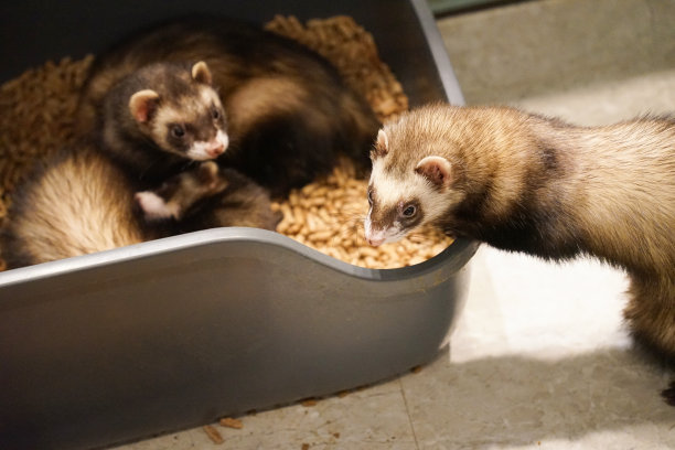 一幅动物雪貂的照片图片下载