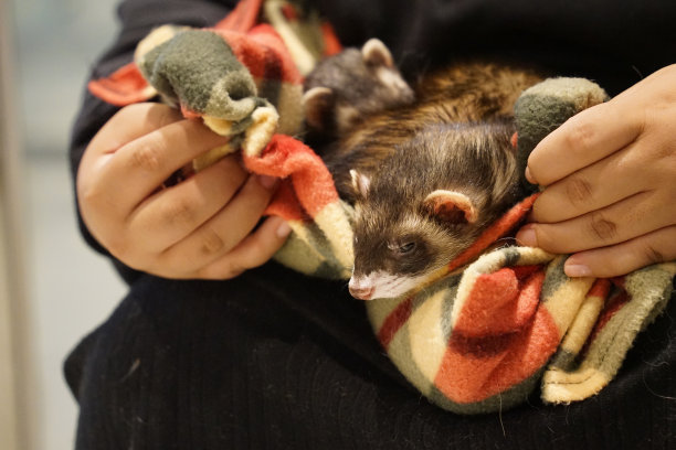 一张雪貂裹在动物毯子里的照片图片下载