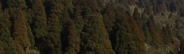 senchal野生动物保护区的荒野，针叶林常绿森林位于印度西孟加拉邦大吉岭附近的喜马拉雅山麓图片下载