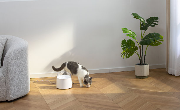 宠物猫饮水采用自动饮水机，宠物生活带科技，室内场景图片下载