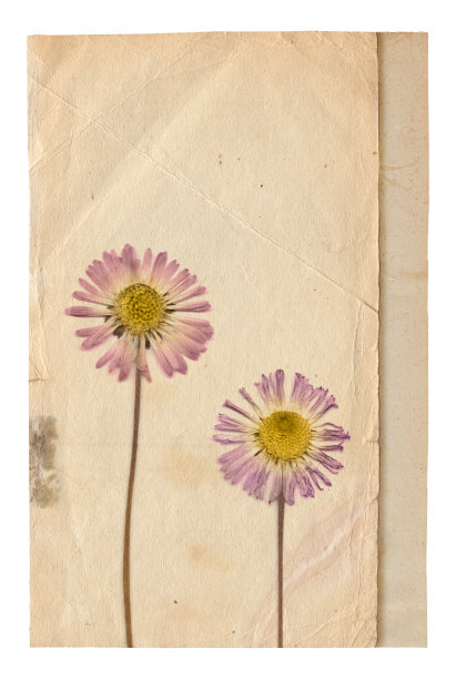 复古背景的旧纸纹理与干花图片下载