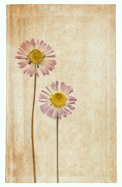 复古背景的旧纸纹理与干花图片下载