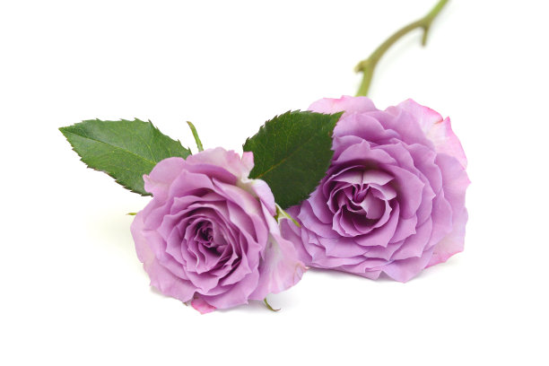 一束玫瑰色的玫瑰孤立在白色图片下载