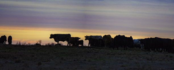 黄昏时山顶上的肉牛群图片下载