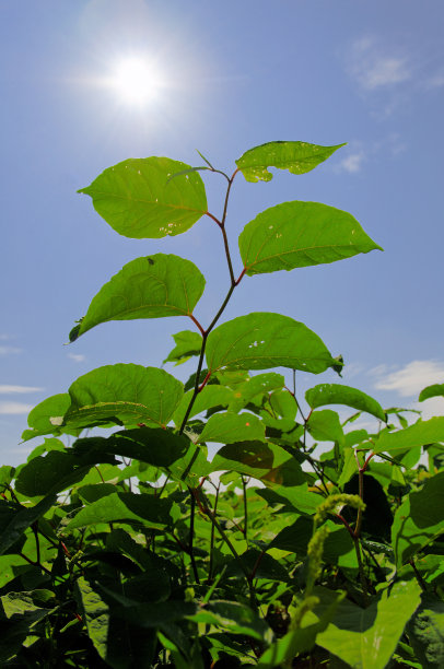 蓼科植物作为沼气能源作物。德国南部图片下载