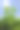 蓼科植物作为沼气能源作物。德国南部图片下载