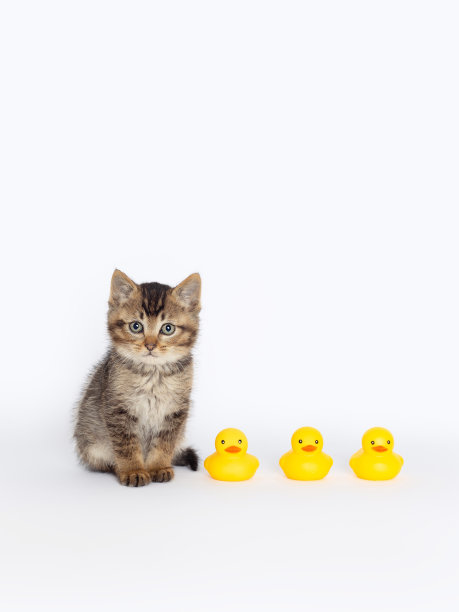 一只小虎斑猫和一群鸭子玩具，幼崽，特写图像，干净的室内背景图片下载