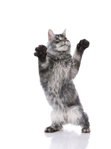 缅因猫室内白底照，白底照，特写照图片下载