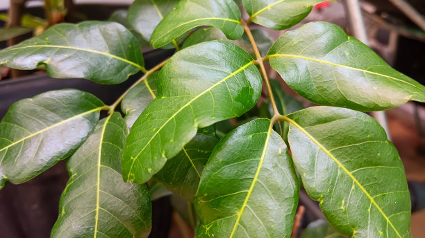 桂圆树叶图片下载