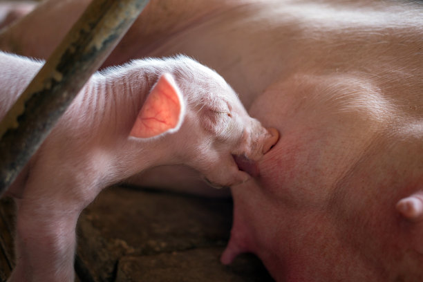 猪场里，一只刚出生一周的小猪正在吮吸妈妈的奶。猪场里，小小猪喝奶的特写图片下载