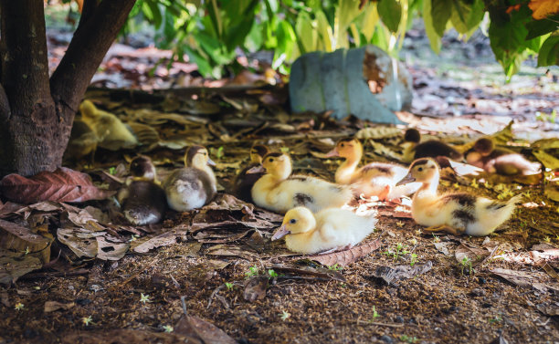 农场里有一群小鸭子，毛茸茸的小鸭子图片下载