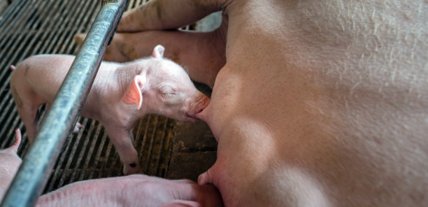 猪场里，一只刚出生一周的小猪正在吮吸妈妈的奶。猪场里，小小猪喝奶的特写图片下载