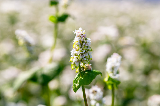 白花荞麦。Fagopyrum esculentum图片下载