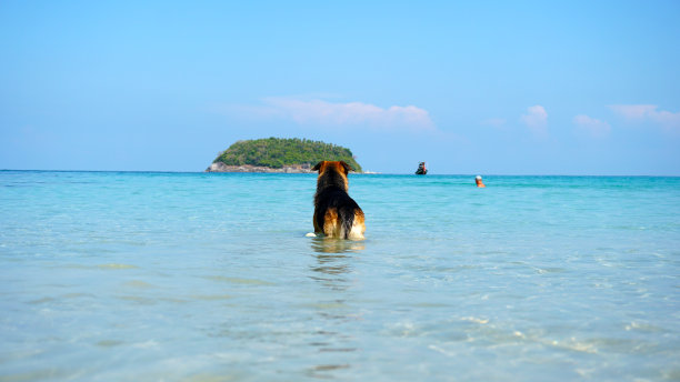 牧羊犬衔着球游泳图片下载