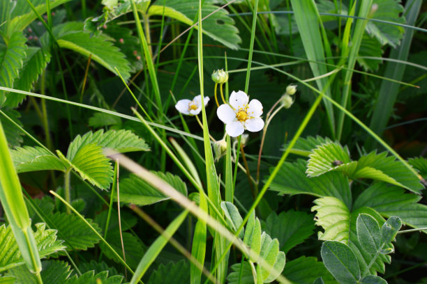 盛开的野草莓植株孤立在绿色的草坪上，复制空间图片下载