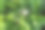 盛开的野草莓植株孤立在绿色的草坪上，复制空间图片下载