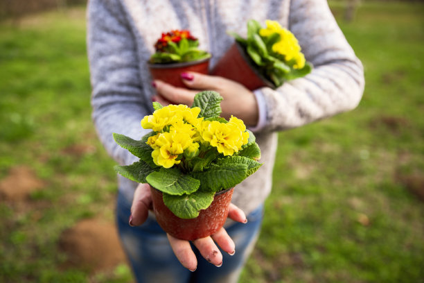 她花园里花盆里的花图片下载