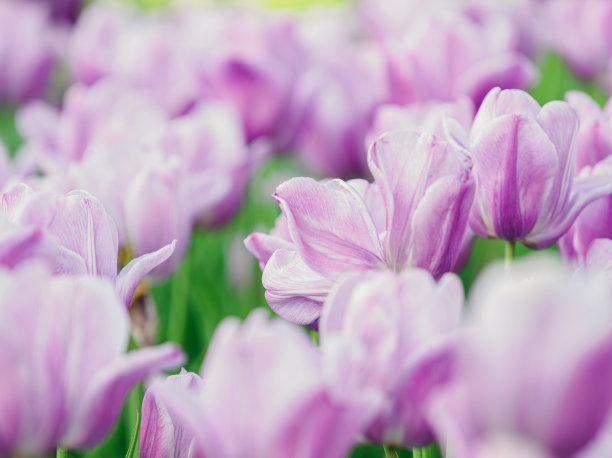 盛开的郁金香图片下载