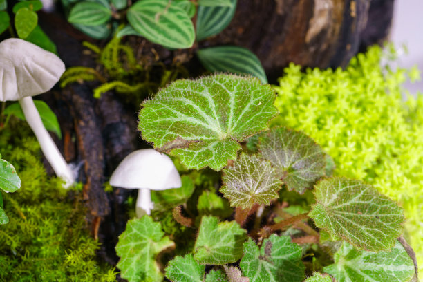 热带植物特写图片下载