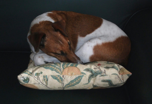 睡在垫子上的狗图片下载