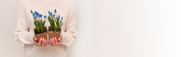 手里拿着两盆麝香花。这里是文本，横幅图片下载