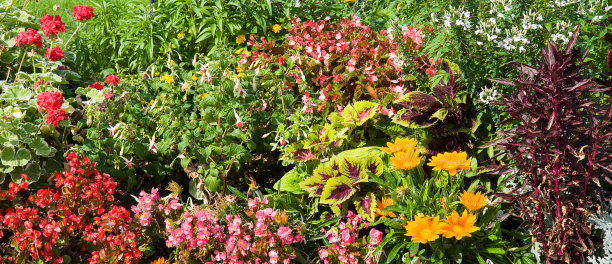城市花园里明亮的花坛。宽的照片。图片下载