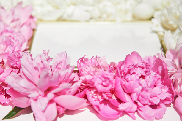 美丽的框架与花卉鸽子的背景。自由空间图片下载