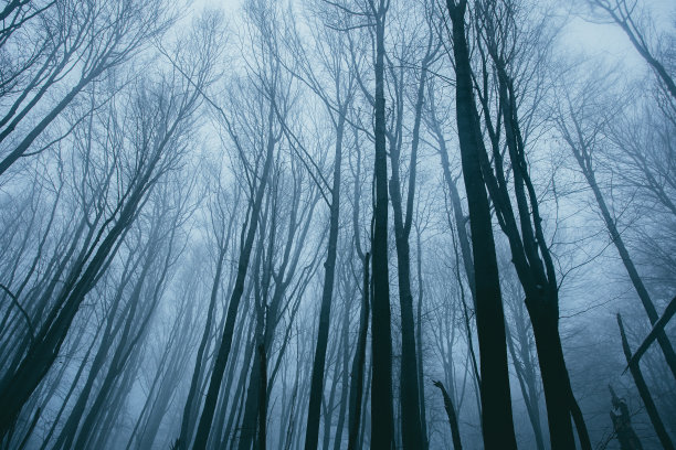 冬天的树木直插云霄。图片下载