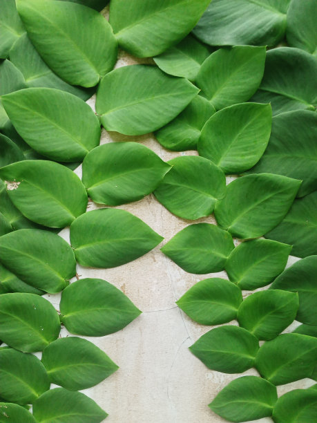 美元叶植物图片下载