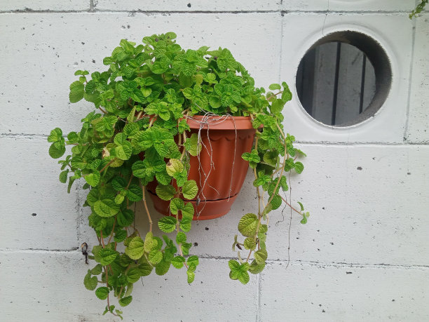 绿色植物图片下载