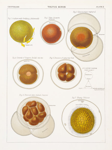 Volvox Minor色版印刷1883年图片下载