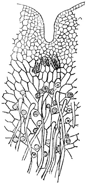 铁线蕨植物(铁线蕨属)原菌属，有卵囊蚴和颈卵蚴- 19世纪图片下载