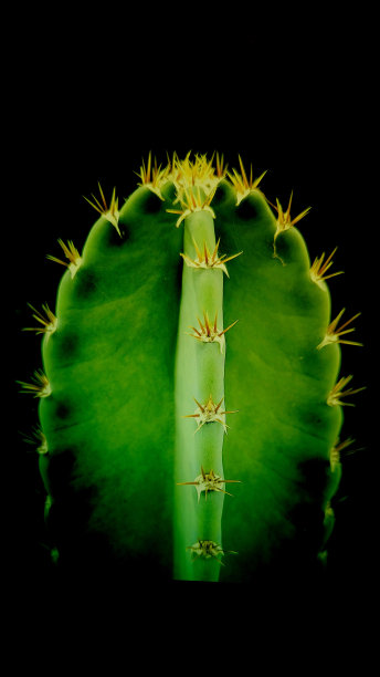黑色背景上的仙人掌图片下载