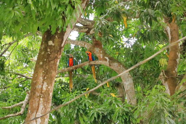 野生猩红色金刚鹦鹉在树上，哥斯达黎加图片下载