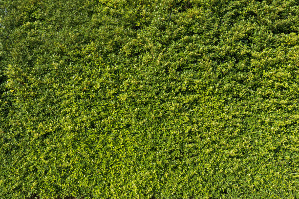 摘要生长环状榕树的背景。图片下载