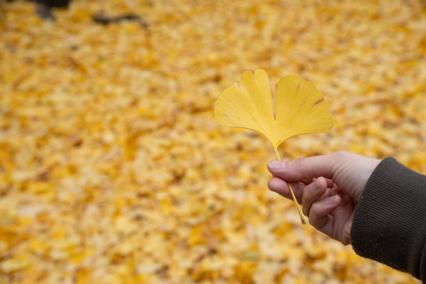 欣赏秋叶图片下载