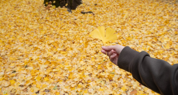欣赏秋叶图片下载