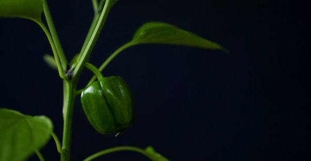 青椒。图片下载