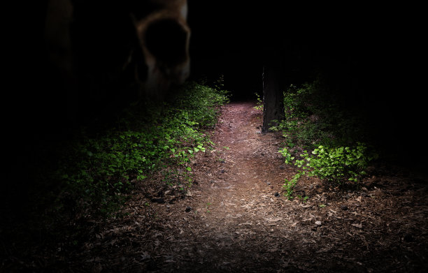 黑夜森林里鬼魂的头骨图片下载