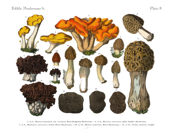 食用菌，维多利亚植物学插图图片下载