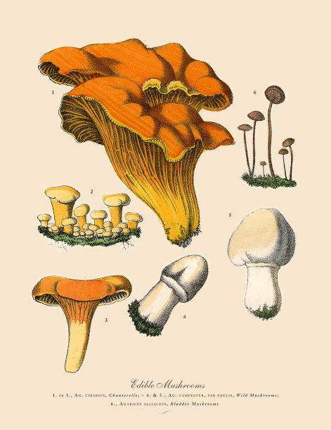 食用菌，维多利亚植物学插图图片下载