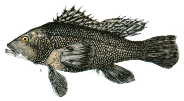 黑鲈鱼古董插图1898年图片下载
