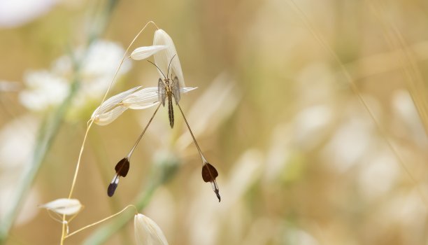 广泛Lertha图片下载