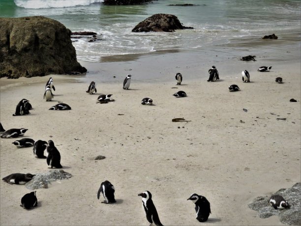 巨石滩的非洲企鹅图片下载