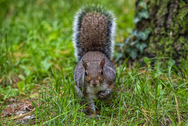 一只美洲松鼠的特写图片下载