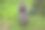 一只美洲松鼠的特写图片下载